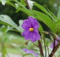 Alpha Native Flower Garden - Brisbane 4u