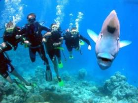 Gotham City Dive Site - Brisbane Tourism 0