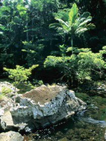 Conway State Forest - Tourism Brisbane 0