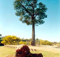 Robbers Tree - Tourism Brisbane