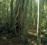 Mount Bithongabel - Tourism Brisbane