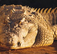 Koorana Crocodile Farm - Brisbane 4u