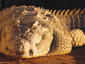 Koorana Crocodile Farm - Tourism Brisbane 0