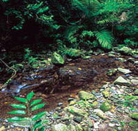 Wompoo Walk - Tourism Brisbane