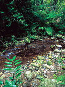 Wompoo Walk - Tourism Brisbane 0