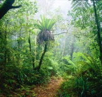 Lamington National Park Green Mountains Section - Tourism Brisbane