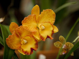 Queens Park - Orchid House - Tourism Brisbane 0