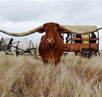 Texas Longhorn Wagon Tours and Safaris - Tourism Brisbane