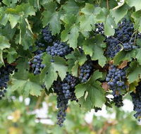 South Burnett Wine Trail - Tourism Brisbane