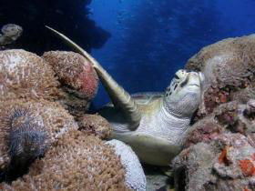 Light House Bommie Dive Site - Tourism Brisbane 0