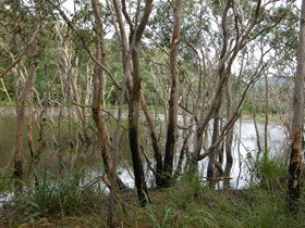 Mount Rooper Circuit And Swamp Bay Track - Tourism Brisbane 0