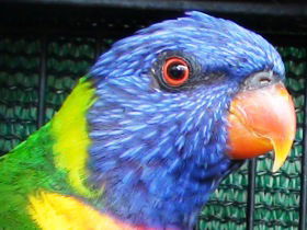 Fraser Coast Wildlife Sanctuary - Tourism Brisbane 0