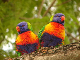 Blue Mountain Park - Brisbane Tourism 0