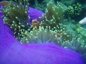 The Lady Bowen Dive Site - Tourism Brisbane 0