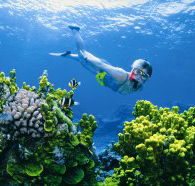 Wheeler Reef Dive Site - Tourism Brisbane