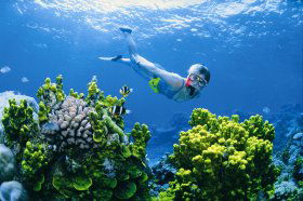 Wheeler Reef Dive Site - Tourism Brisbane 0