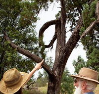 Charleville - Outback Native Timber Walk - Brisbane 4u