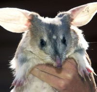 Charleville - Bilby Experience - Brisbane 4u