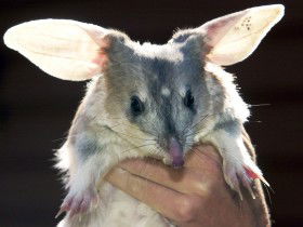 Charleville - Bilby Experience - Tourism Brisbane 0
