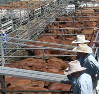Dalrymple Sales Yards - Cattle Sales - Tourism Brisbane