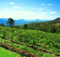 Preston Peak Wines - Tourism Brisbane
