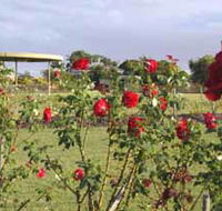 Elizabeth Park Rose Gardens - Brisbane Tourism