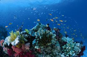 Cherubs Cave Dive Site - Tourism Brisbane 0