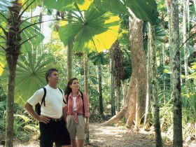 Licuala State Forest - Brisbane Tourism 0