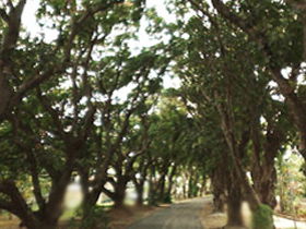 Mango Avenue - Brisbane 4u 0