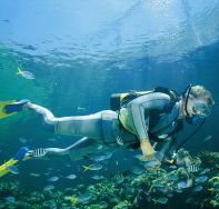 Manta Ray Bommie Dive Site - Tourism Brisbane