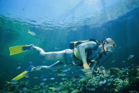 Manta Ray Bommie Dive Site - Brisbane 4u 0