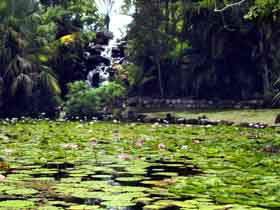 Queens Park Waterfall - Tourism Brisbane 0