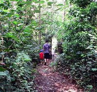 Malanda Falls Rainforest Walk Malanda Falls Conservation Park - Tourism Brisbane