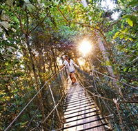Tree Top Walkway - Tourism Brisbane