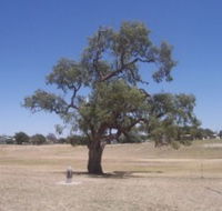 Historic Coolabah Tree - Tourism Brisbane