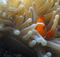 Flat Rock Dive Site - Tourism Brisbane
