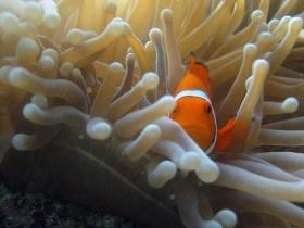 Flat Rock Dive Site - Tourism Brisbane 0