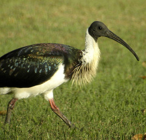 Toowoomba Bicentennial Waterbird Habitat - Tourism Brisbane 0
