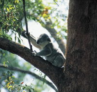 Daisy Hill Conservation Park - Tourism Brisbane