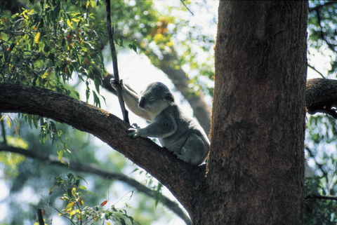 Daisy Hill Conservation Park - Brisbane 4u 0