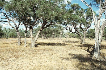 Forest Den National Park - Tourism Brisbane 0