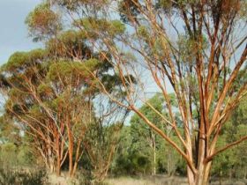 Myall Park Botanic Garden - Tourism Brisbane 0