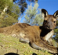 Ballarat Wildlife Park - Brisbane Tourism