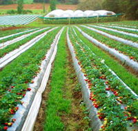Kookaberry Strawberry Farm - Tourism Brisbane