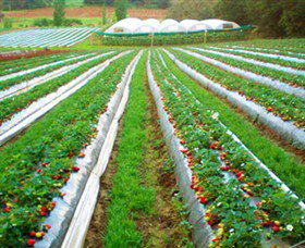 Kookaberry Strawberry Farm - Tourism Brisbane 0