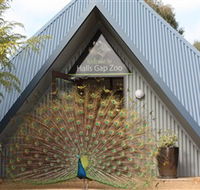 Halls Gap Zoo - Tourism Brisbane