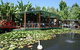 Blue Lotus Water Garden - thumb 0