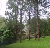Mount Dandenong Arboretum - Brisbane 4u