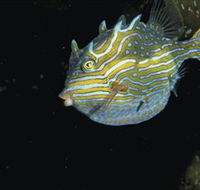 Mushroom Reef Marine Sanctuary - Tourism Brisbane