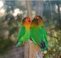 Ballarat Bird World - Tourism Brisbane